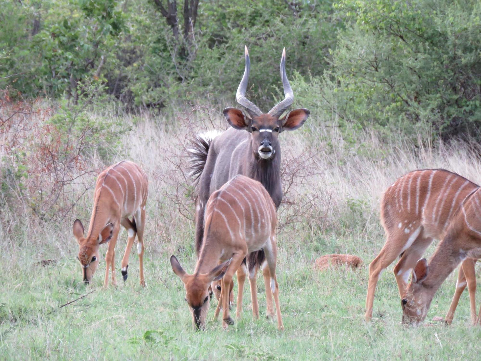 Sable Creek Safari Lodge 桑尼 外观 照片